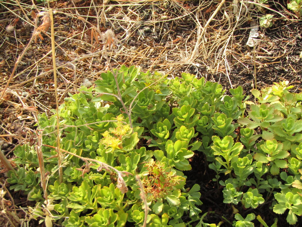 Phedimus hybridus, Lame, Bologna BO, Italia