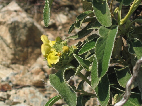 Phlomis cypria occidentalis photographed in Cyprus
