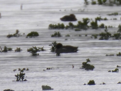 Green-winged Teal