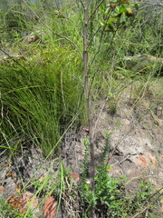 Hermannia involucrata