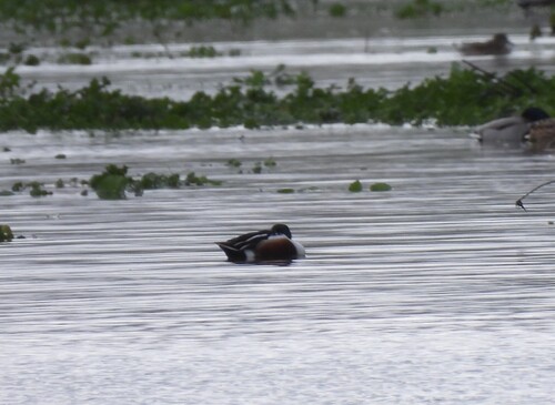 Northern Shoveler