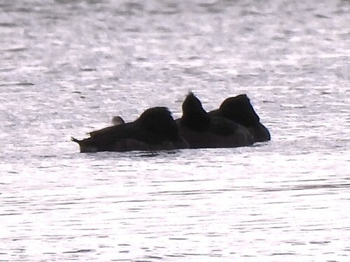 Tufted Duck