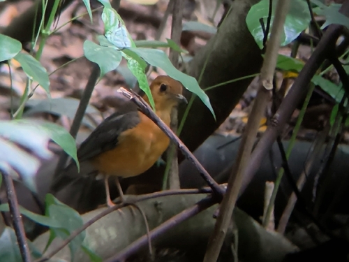 Orange-headed Thrush (Geokichla citrina), photo 5