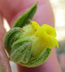 Hermannia involucrata