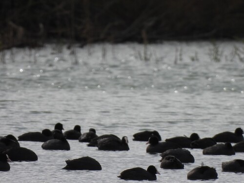 Eurasian Coot