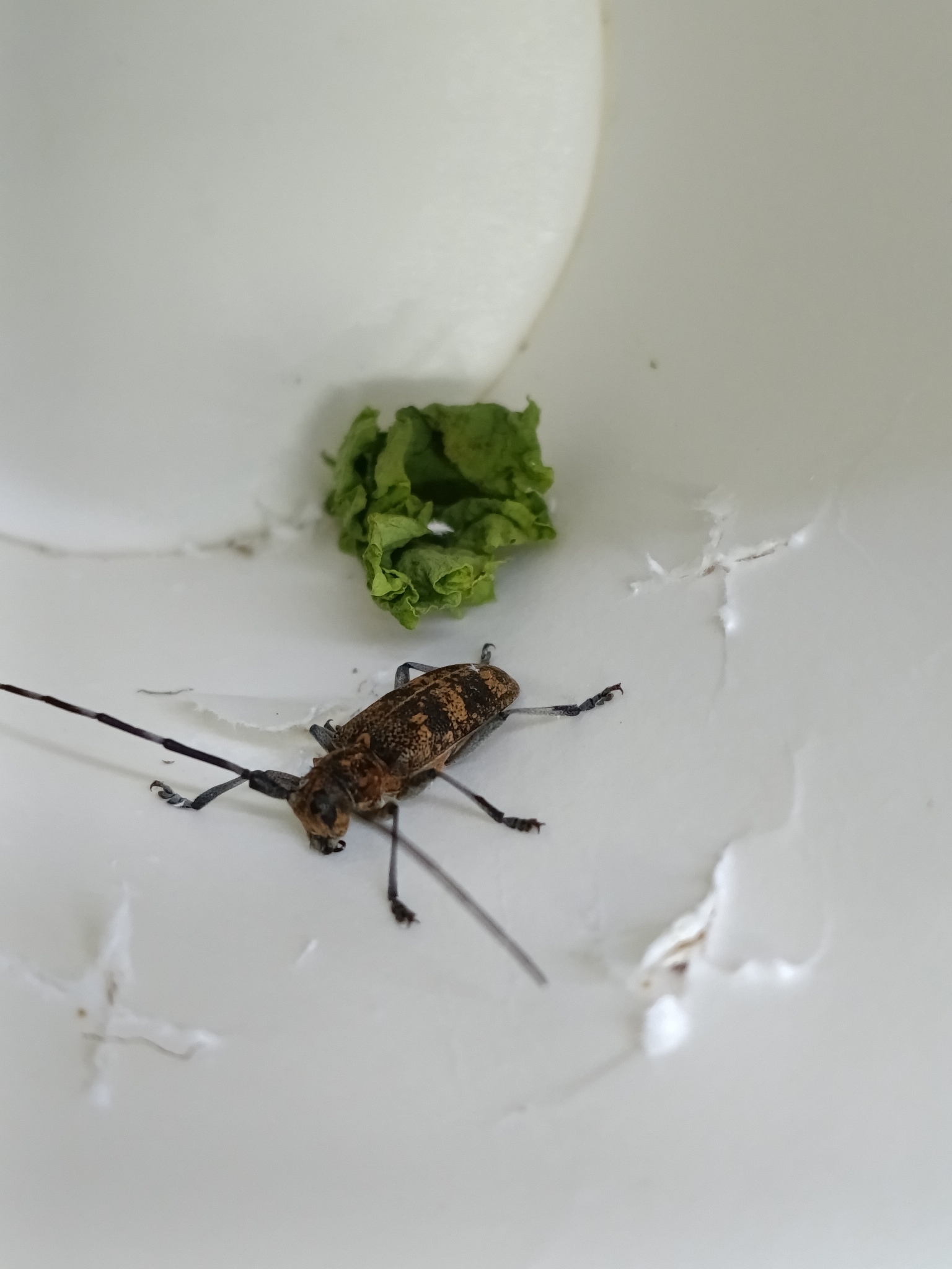 Monochamus galloprovincialis