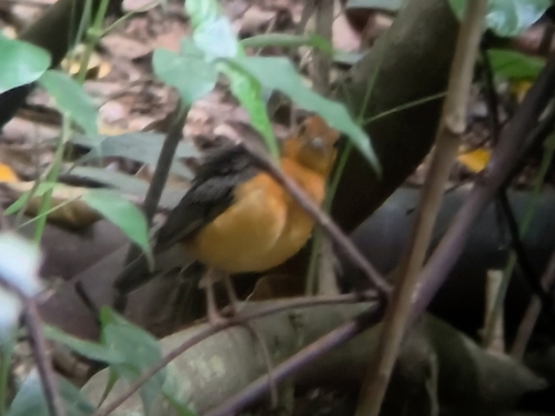 Orange-headed Thrush (Geokichla citrina), photo 7