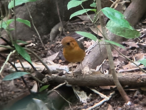 Orange-headed Thrush (Geokichla citrina), photo 8