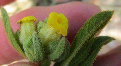 Hermannia involucrata