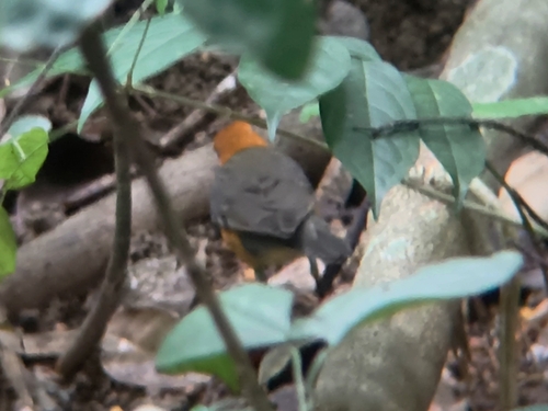 Orange-headed Thrush (Geokichla citrina), photo 9