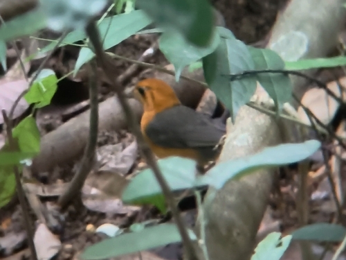 Orange-headed Thrush (Geokichla citrina), photo 10