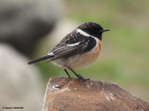 European Stonechat