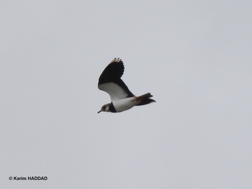 Northern Lapwing