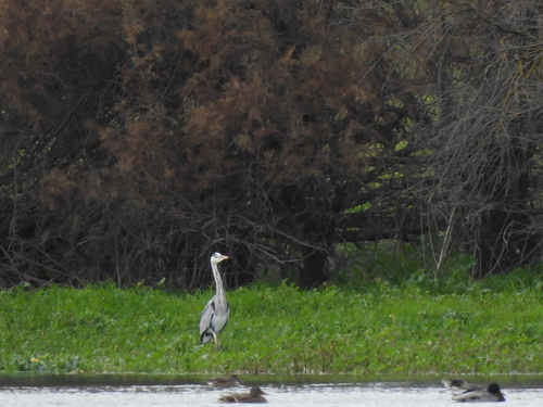 Grey Heron