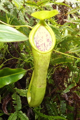 Nepenthes gymnamphora