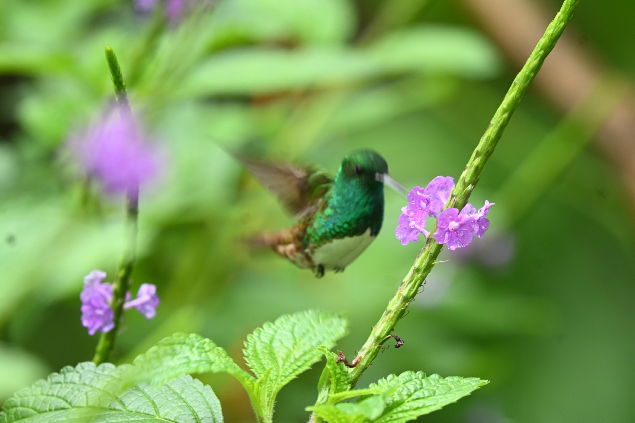 Snowy-bellied Hummingbird (Saucerottia edward), photo 2