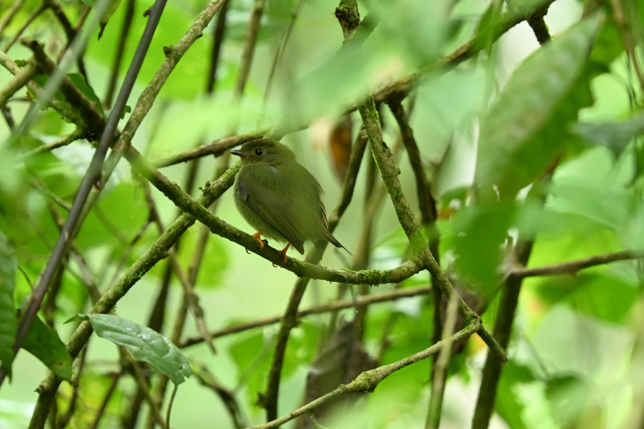 Lance-tailed Manakin (Chiroxiphia lanceolata), photo 3