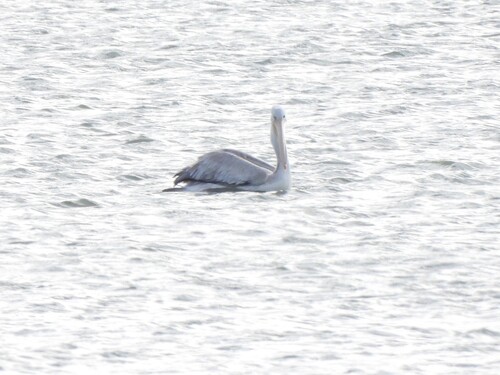 Pink-backed Pelican
