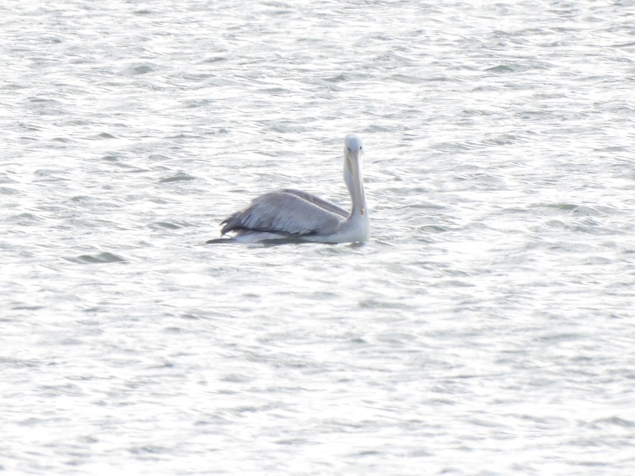 Pink-backed Pelican (Pelecanus rufescens), photo 3