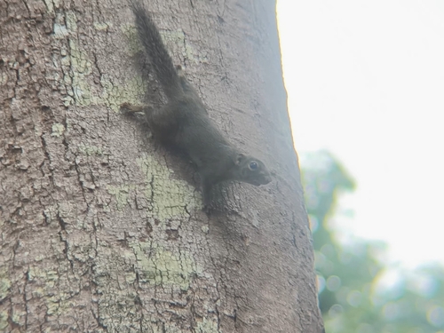 Slender Squirrel