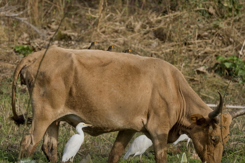 Yellow-billed Oxpecker (Buphagus africanus), photo 2