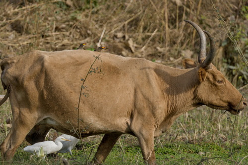Yellow-billed Oxpecker (Buphagus africanus), photo 3
