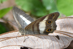Euptychoides albofasciata