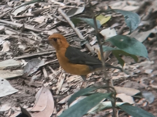 Orange-headed Thrush (Geokichla citrina), photo 4