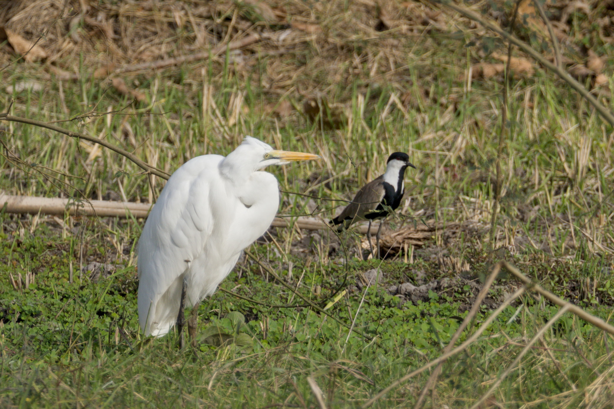 Spur-winged Lapwing (Vanellus spinosus), photo 7