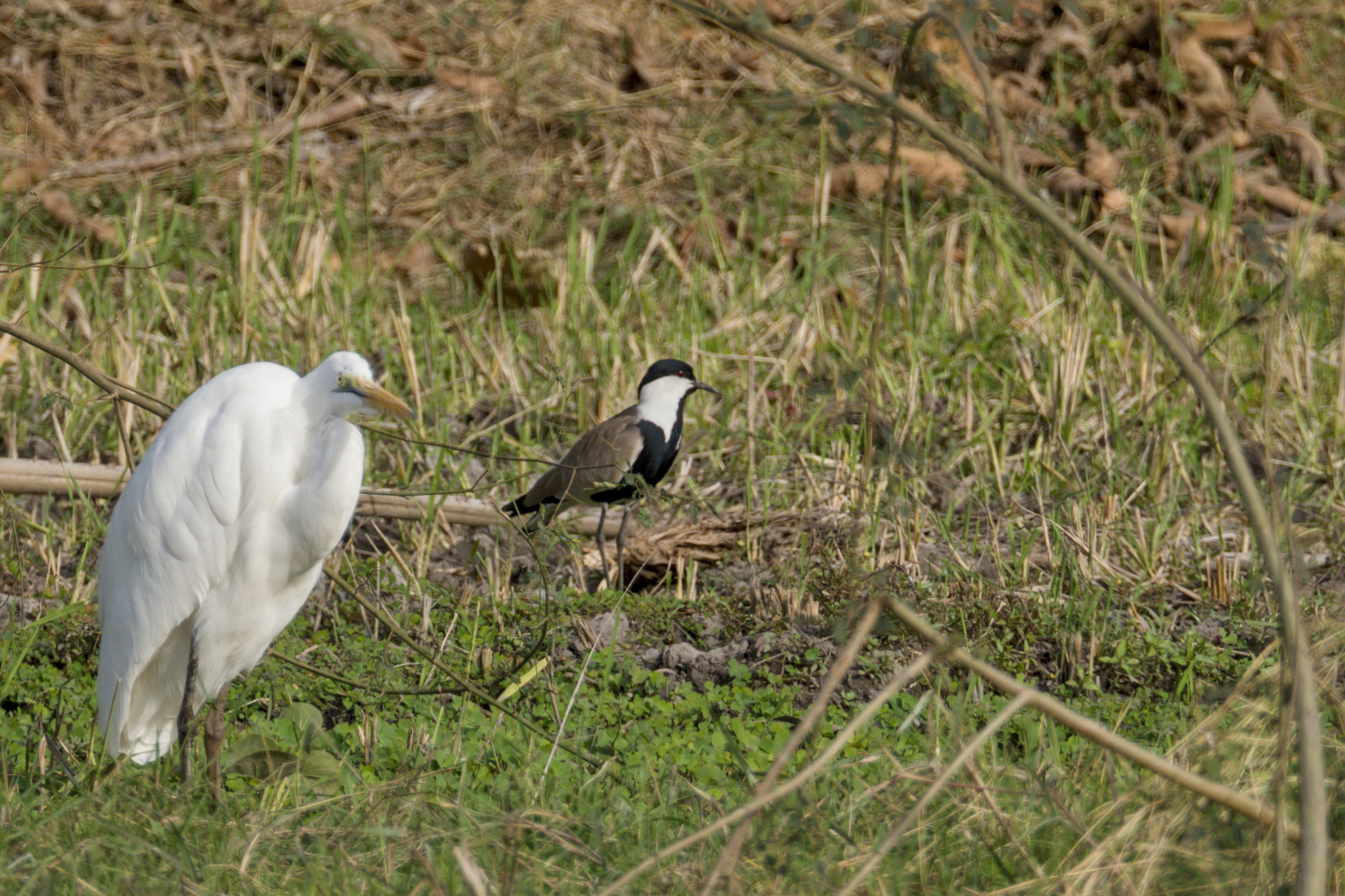 Spur-winged Lapwing (Vanellus spinosus), photo 5