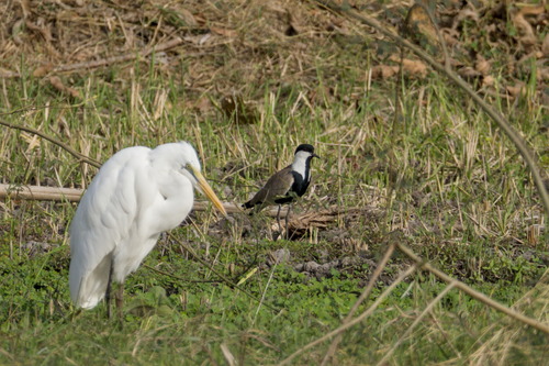 Spur-winged Lapwing (Vanellus spinosus), photo 7