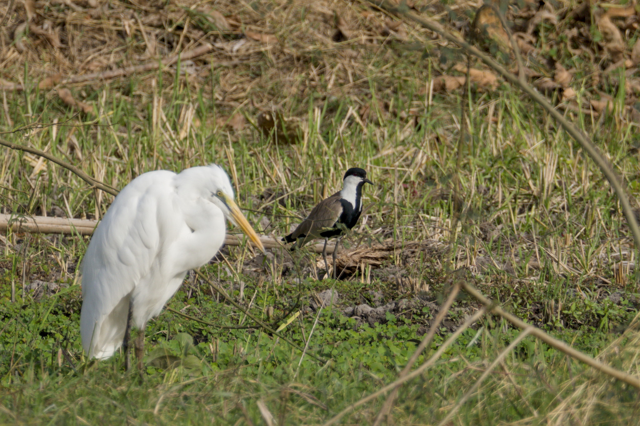 Spur-winged Lapwing (Vanellus spinosus), photo 6