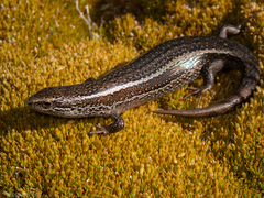 Oligosoma burganae
