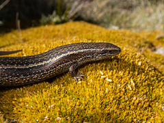 Oligosoma burganae