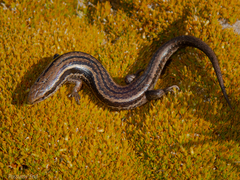 Oligosoma burganae