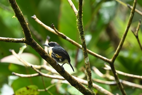Spot-crowned Barbet (Capito maculicoronatus)