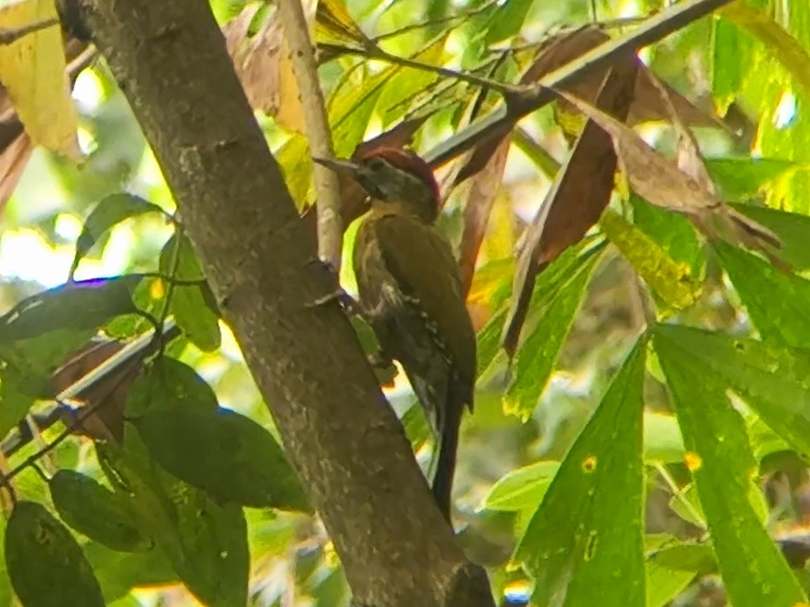 Laced Woodpecker (Picus vittatus), photo 8