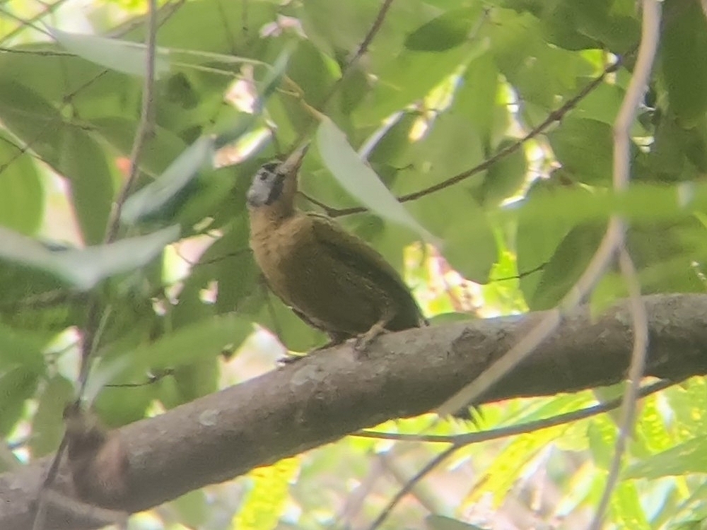 Laced Woodpecker (Picus vittatus), photo 9