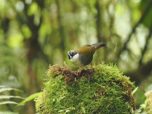 Grey-browed Brushfinch (Arremon assimilis), photo 3