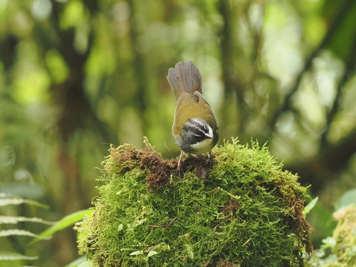 Grey-browed Brushfinch (Arremon assimilis), photo 2