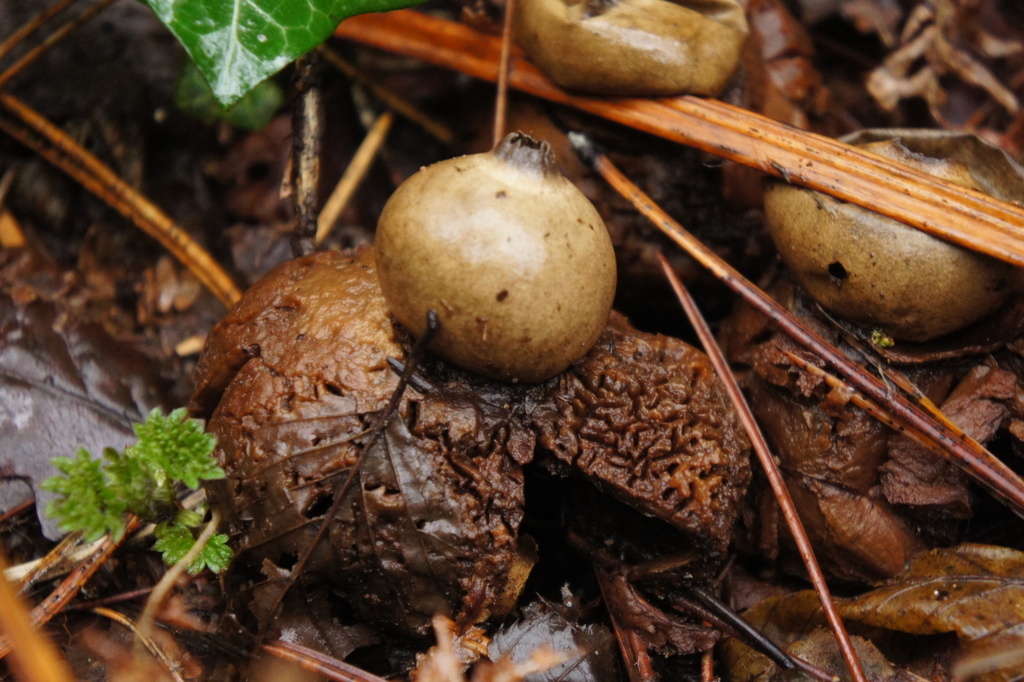 Geastrum michelianum · February 2026 · photo: © alexswift (iNaturalist, cc-by)