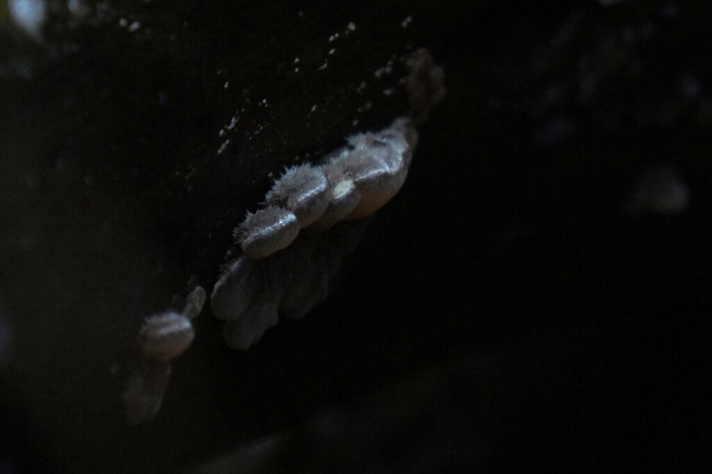 Auricularia mesenterica · February 2026 · photo: © alexswift (iNaturalist, cc-by)