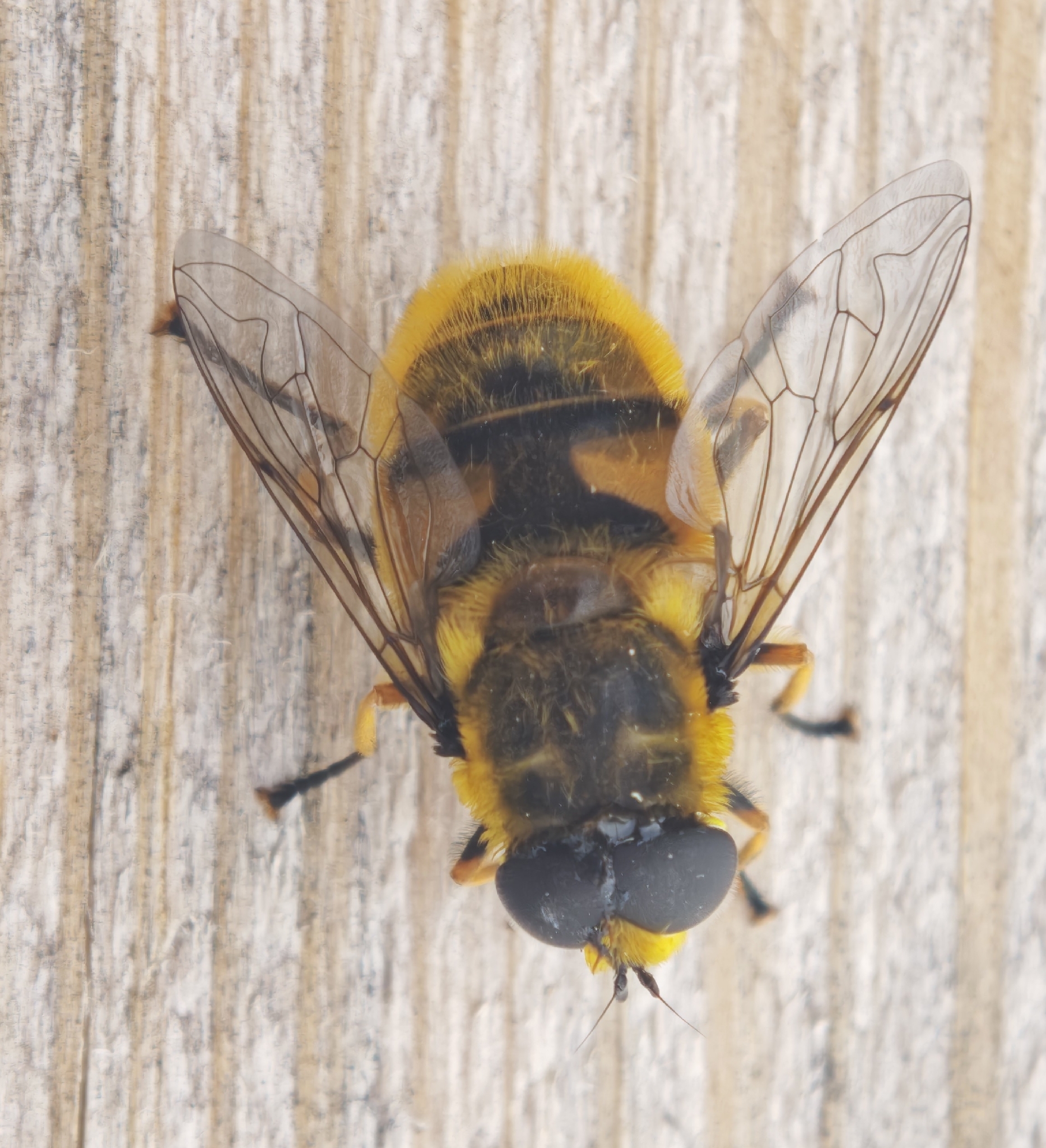 Myathropa florea