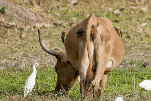 Yellow-billed Oxpecker (Buphagus africanus), photo 10