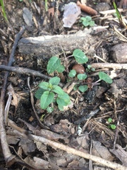 Pycnanthemum albescens