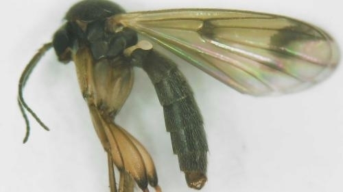 Mycetophila luctuosa