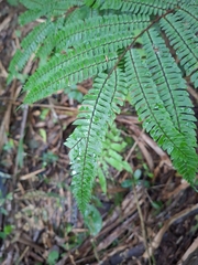 Adiantum pulverulentum, photograph (c) Oscar Israel Rodríguez Ortiz, some rights reserved (CC BY)