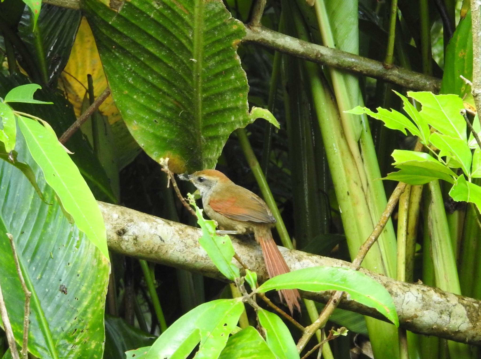 Rufous-capped Spinetail (Synallaxis ruficapilla), photo 2
