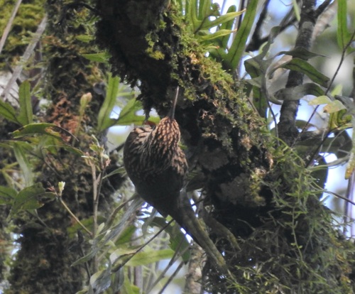 Scalloped Woodcreeper (Lepidocolaptes falcinellus)