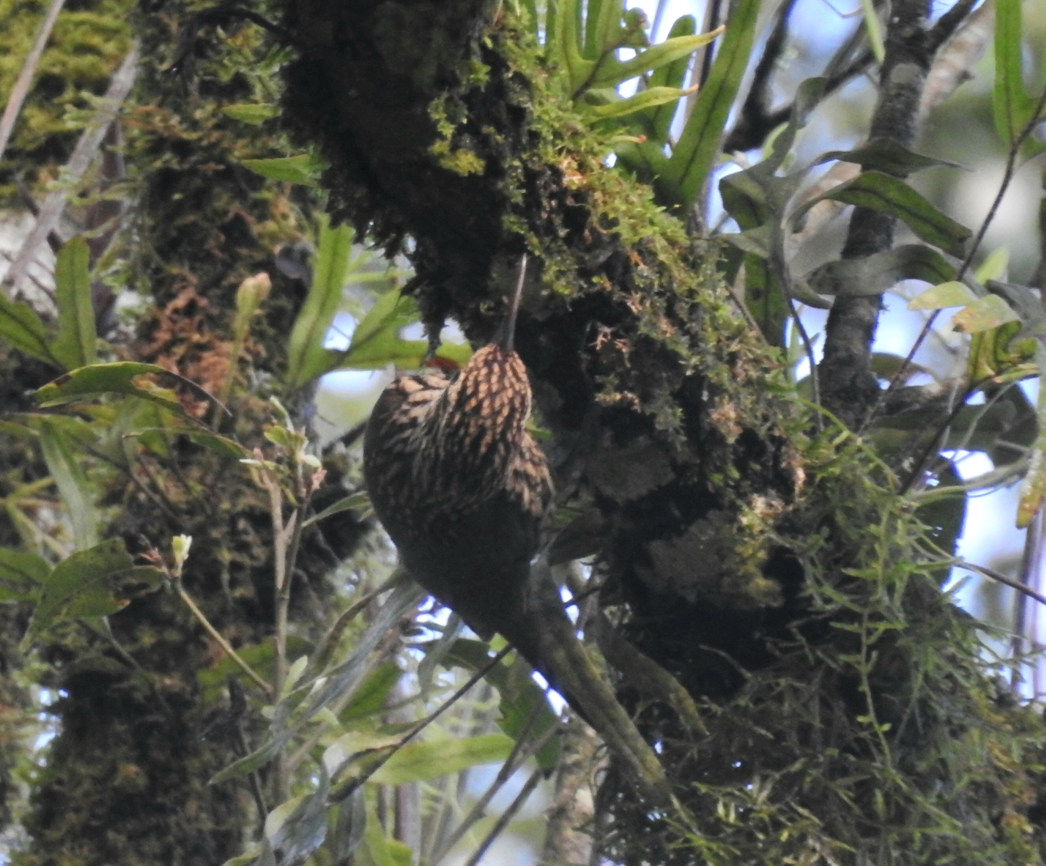 Scalloped Woodcreeper (Lepidocolaptes falcinellus), photo 1